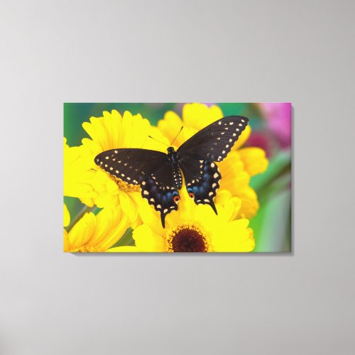 Black Swallowtail butterfly Canvas Print