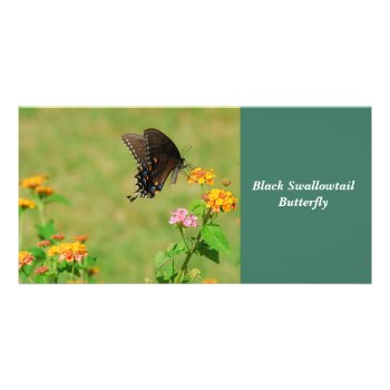 Black Swallowtail Butterfly Card by paul68 at Zazzle