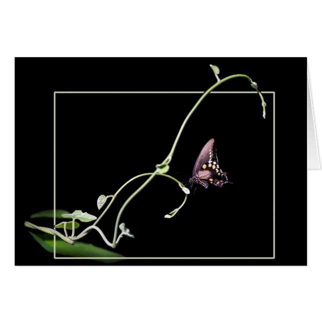Black swallowtail butterfly cards (Front Horizontal)