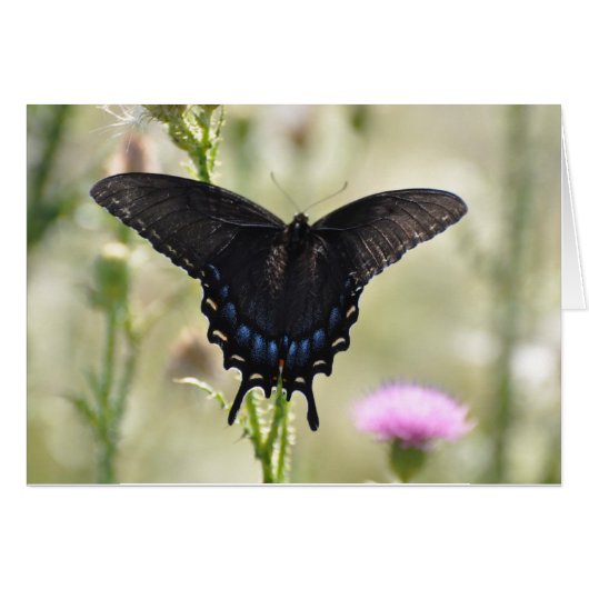 Black Swallowtail Butterfly Cards (Front Horizontal)