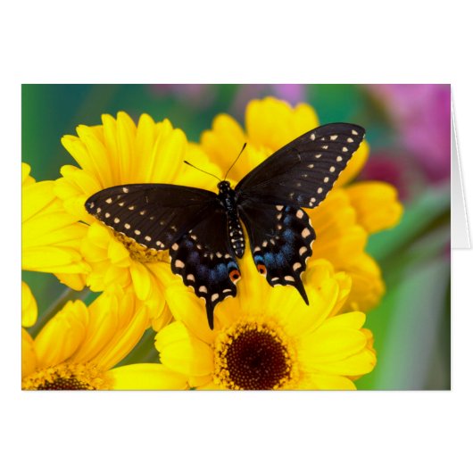 Black Swallowtail butterfly Cards (Front Horizontal)