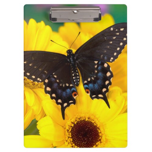 Black Swallowtail butterfly Clipboard