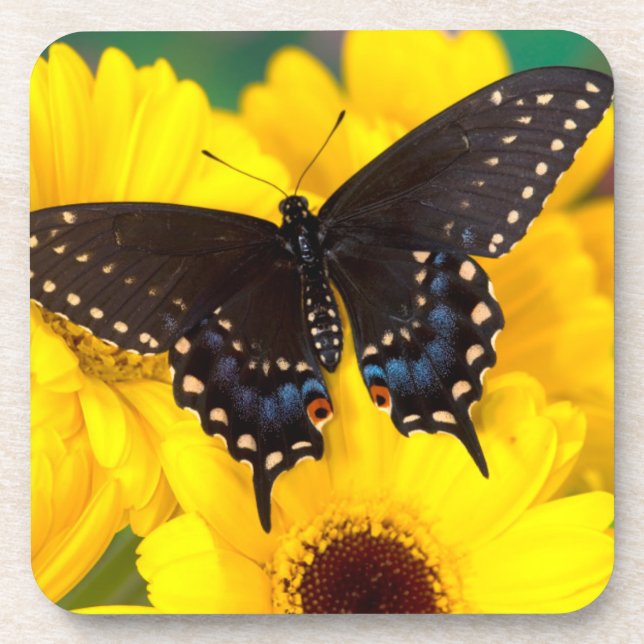 Black Swallowtail butterfly Drink Coaster (Front)