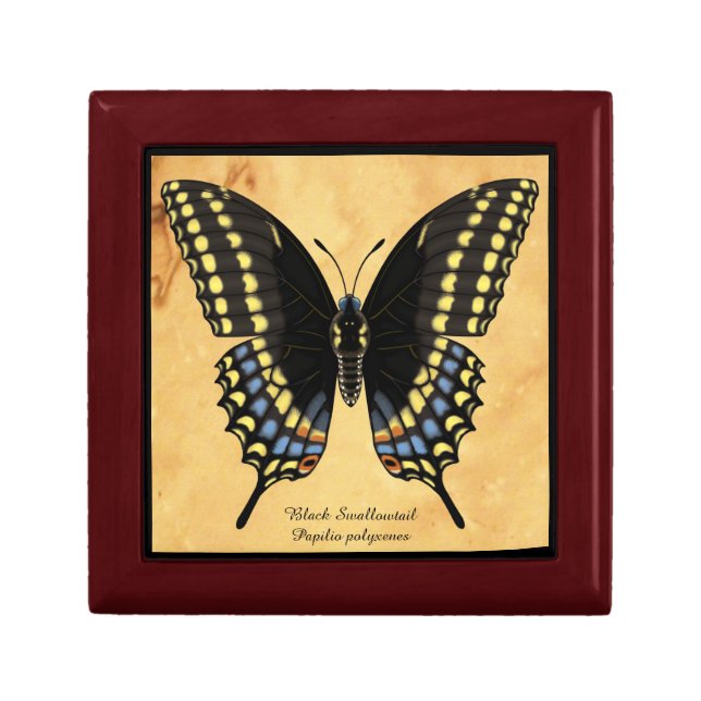 Black Swallowtail Butterfly Keepsake Box (Front)