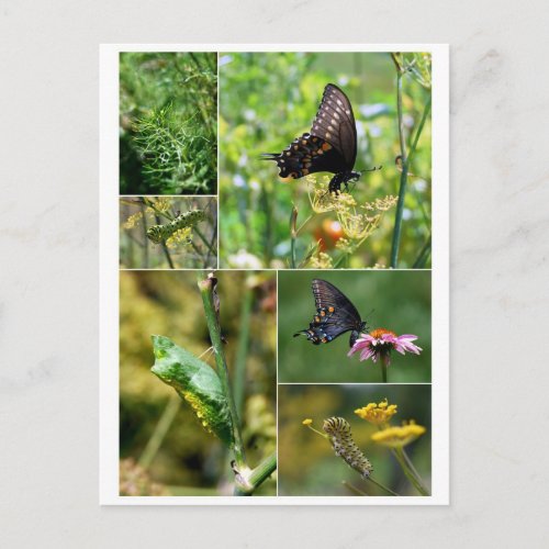 Black Swallowtail Butterfly Life Cycle Postcard