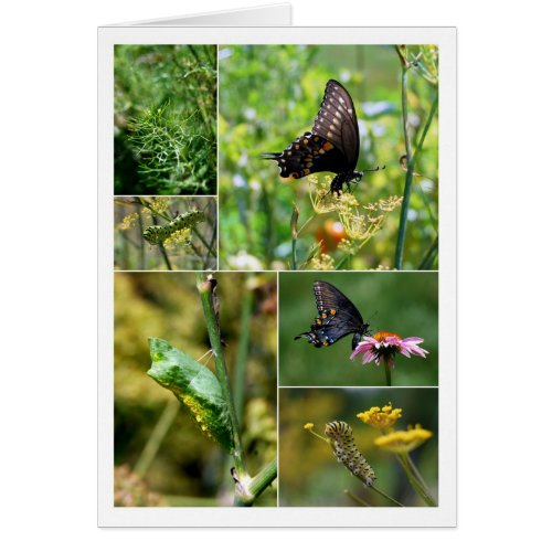 Black Swallowtail Butterfly Lifecycle Collage