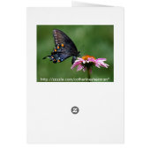 Black Swallowtail Butterfly Lifecycle Collage Cards (Back)
