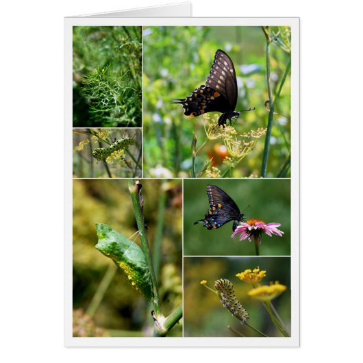 Black Swallowtail Butterfly Lifecycle Collage Cards (Front)