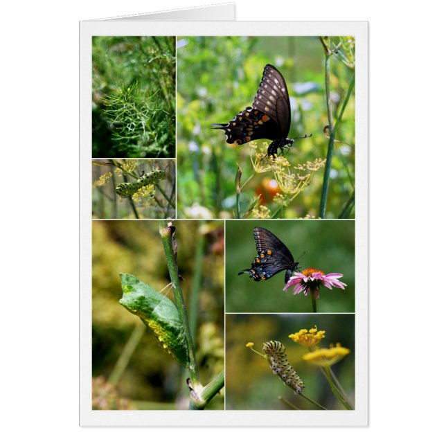 Black Swallowtail Butterfly Lifecycle Collage Cards (Front)
