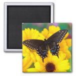 Black Swallowtail Butterfly Magnet at Zazzle