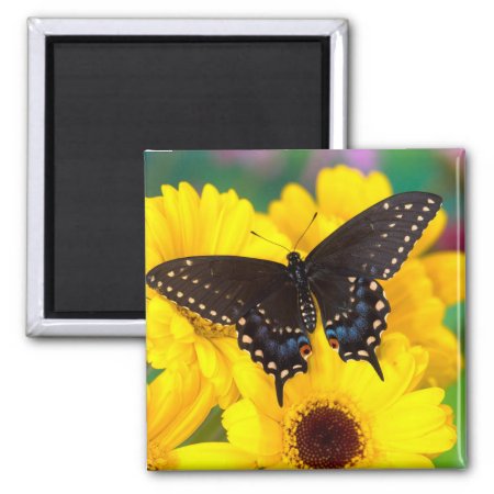 Black Swallowtail Butterfly Magnet
