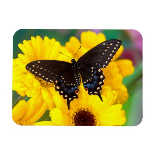 Black Swallowtail butterfly Magnet
