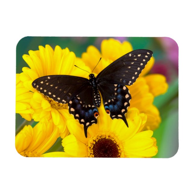 Black Swallowtail butterfly Magnet (Horizontal)