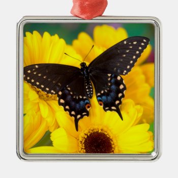 Black Swallowtail Butterfly Metal Ornament by theworldofanimals at Zazzle