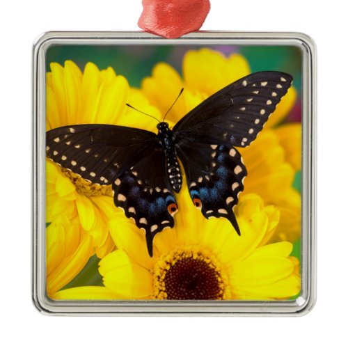 Black Swallowtail butterfly Metal Ornament