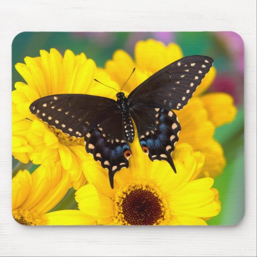 Black Swallowtail butterfly Mouse Pad