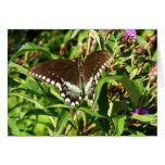 Black Swallowtail Butterfly Nature Photography