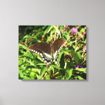 Black Swallowtail Butterfly Nature Photography Canvas Print