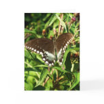 Black Swallowtail Butterfly Nature Photography Card