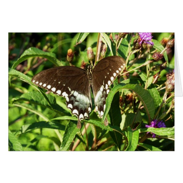 Black Swallowtail Butterfly Nature Photography Cards (Front Horizontal)