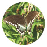 Black Swallowtail Butterfly Nature Photography Classic Round Sticker
