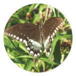Black Swallowtail Butterfly Nature Photography Classic Round Sticker