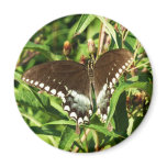 Black Swallowtail Butterfly Nature Photography Magnet