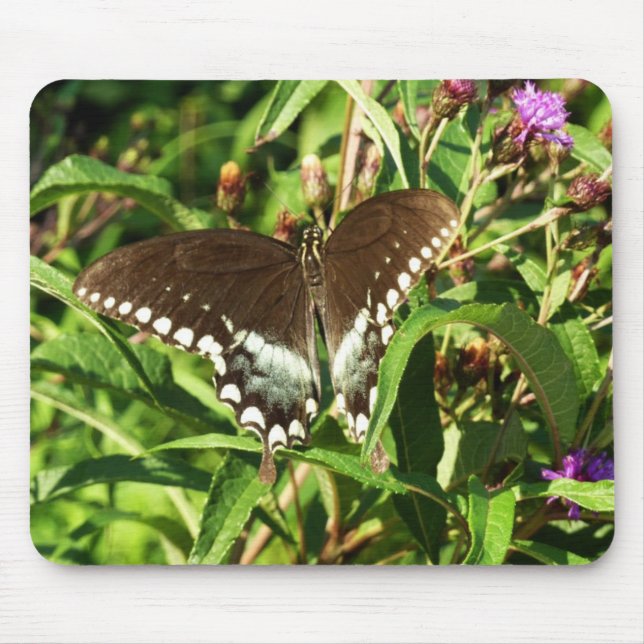 Black Swallowtail Butterfly Nature Photography Mouse Pad (Front)