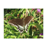 Black Swallowtail Butterfly Nature Photography Postcard