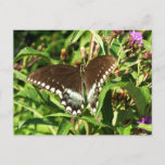 Black Swallowtail Butterfly Nature Photography Postcard