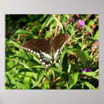 Black Swallowtail Butterfly Nature Photography Poster