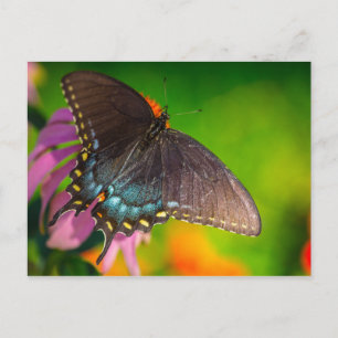 Black Swallowtail Butterfly, Ohio Postcard