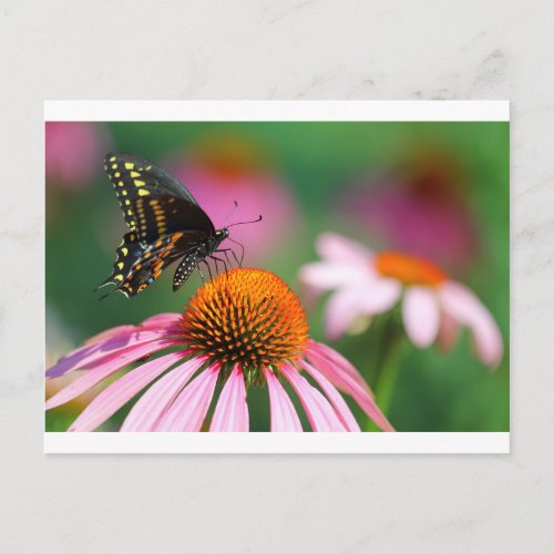 Black Swallowtail Butterfly on a Coneflower Ohio Postcard