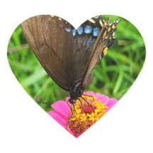 Black Swallowtail Butterfly on a Pink Flower