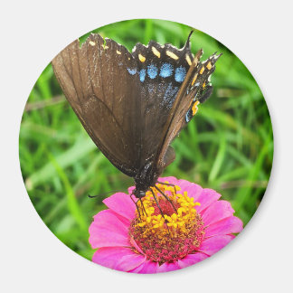 Black Swallowtail Butterfly on a Pink Flower Magnet