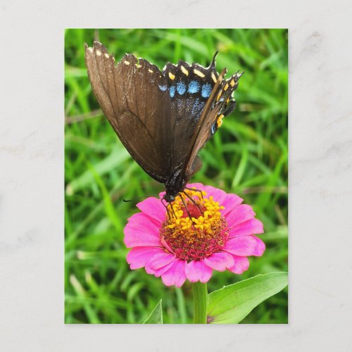 Black Swallowtail Butterfly on a Pink Flower Postcard