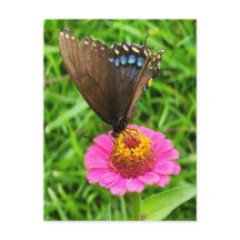 Black Swallowtail Butterfly on a Pink Flower