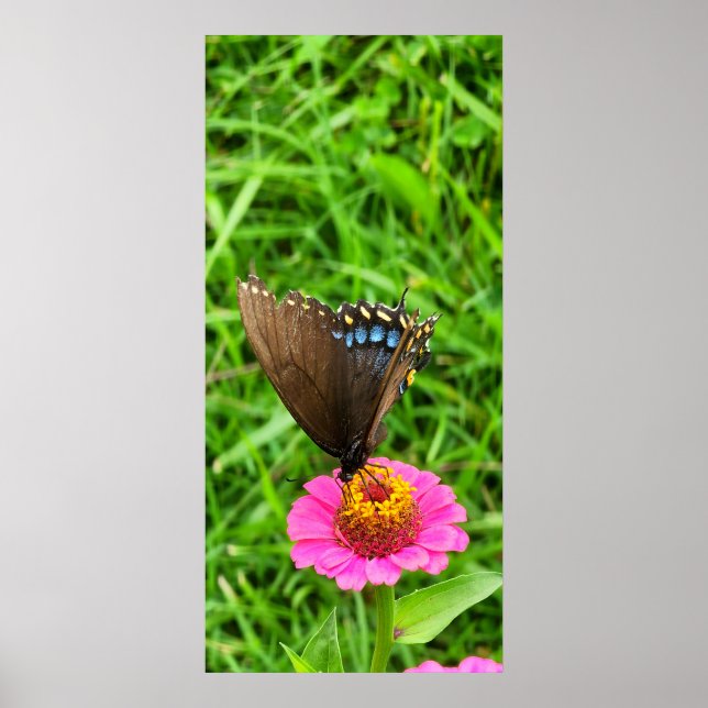 Black Swallowtail Butterfly on a Pink Flower Poster (Front)