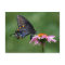 Black Swallowtail Butterfly on Coneflower Postcard