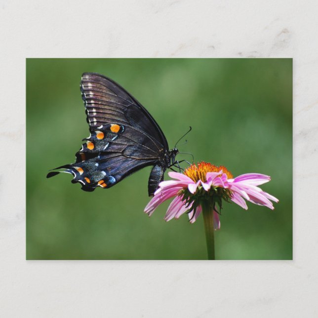 Black Swallowtail Butterfly on Coneflower Postcard (Front)