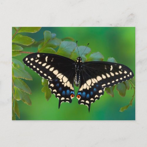 Black Swallowtail Butterfly on Fern Postcard