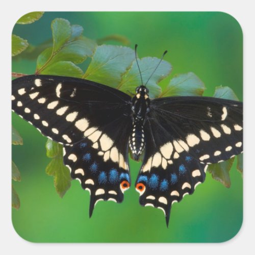 Black Swallowtail Butterfly on Fern Square Sticker