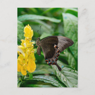 Black Swallowtail Butterfly on flower Postcard