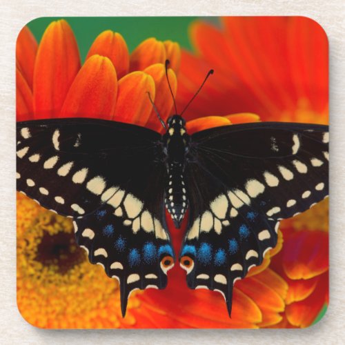 Black Swallowtail Butterfly on Gerberia Daisy Beverage Coaster