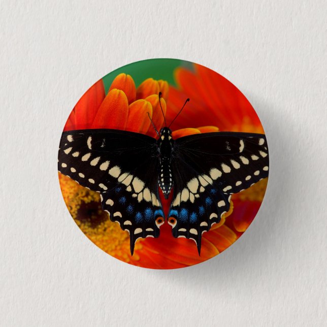 Black Swallowtail Butterfly on Gerberia Daisy Button (Front)