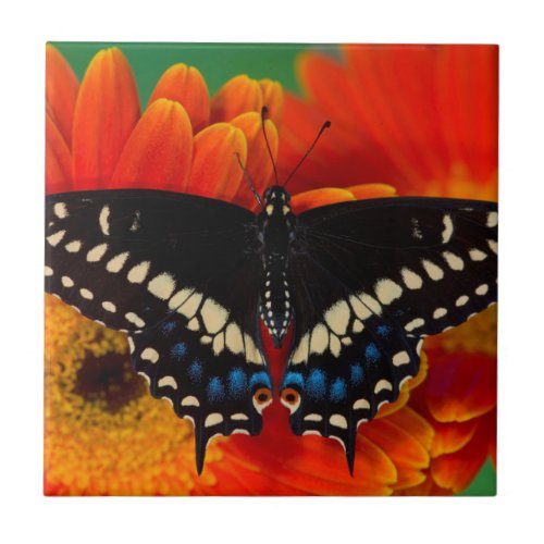 Black Swallowtail Butterfly on Gerberia Daisy Ceramic Tile