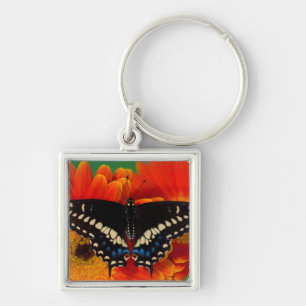 Black Swallowtail Butterfly on Gerberia Daisy Keychain