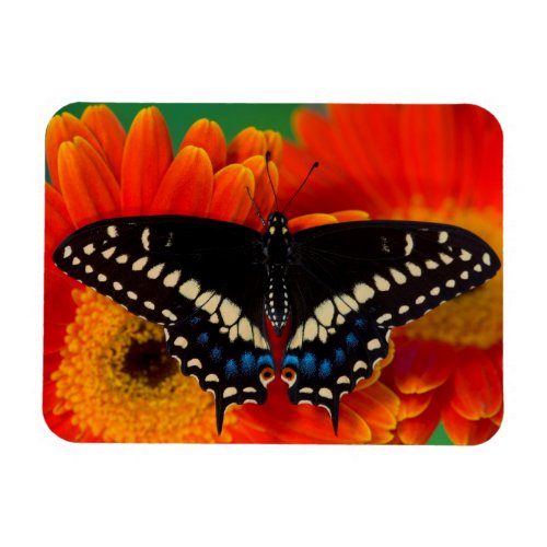 Black Swallowtail Butterfly on Gerberia Daisy Magnet