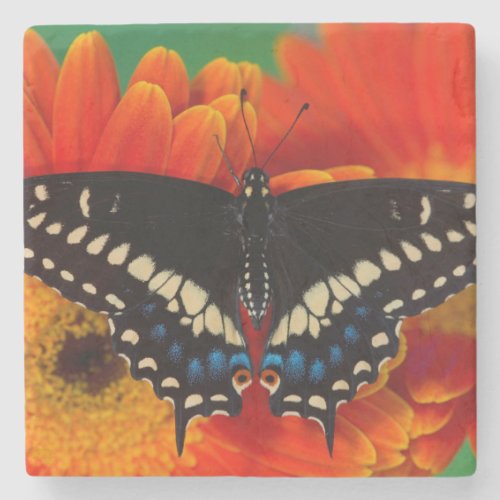 Black Swallowtail Butterfly on Gerberia Daisy Stone Coaster