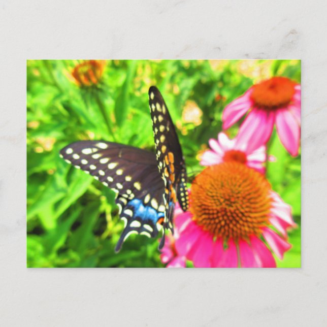 Black Swallowtail Butterfly Pink Echinacea Flowers Postcard (Front)